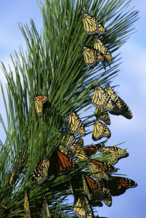 insetos de borboleta borboletas-monarca