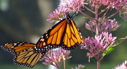 Monarch bướm trên một bông hoa