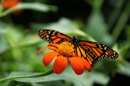 Borboleta-monarca