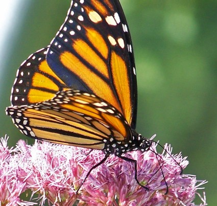 kupu-kupu Monarch