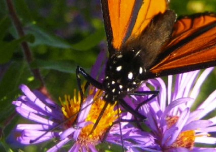 detail kupu-kupu Monarch