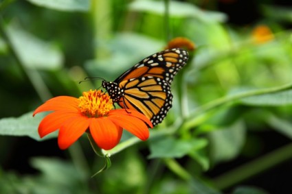 kupu-kupu Monarch makan
