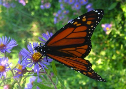 Borboleta monarca em flor