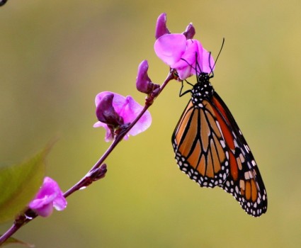 sayap kupu-kupu Monarch terbang serangga