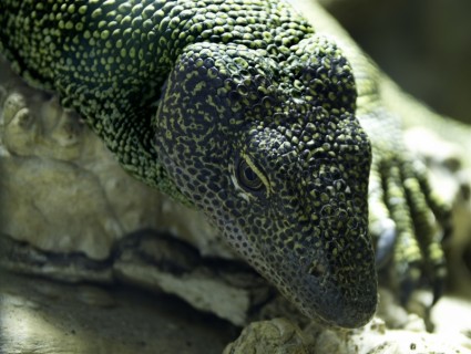 Monitor kadal reptil hewan