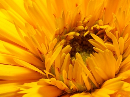 طبيعة الزهور خلفية أحادية اللون الأصفر