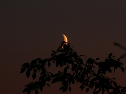 Lune et une branche d'arbre