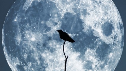 月亮的烏鴉的天空