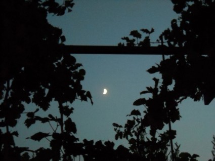 la lune à travers les vignobles