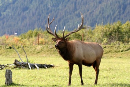 moose Moose en rack alaska
