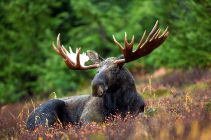 con nai sừng tấm moose rack tỷ