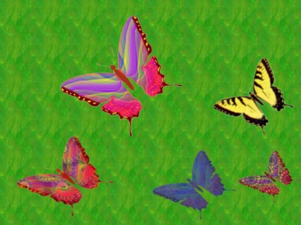 더 많은 나비