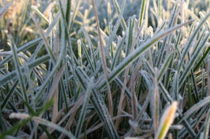 Morgen frost