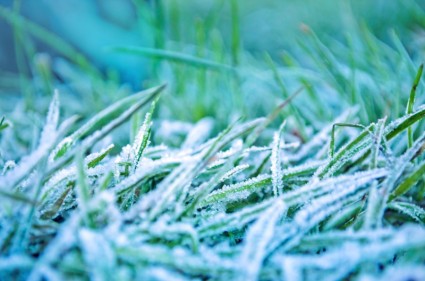 草を凍結の朝