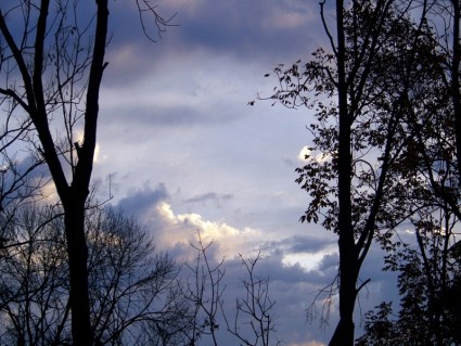 buổi sáng bầu trời với cây