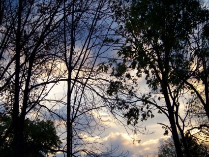 朝の空の木