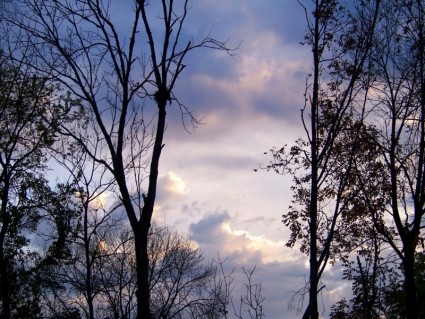朝の空の木