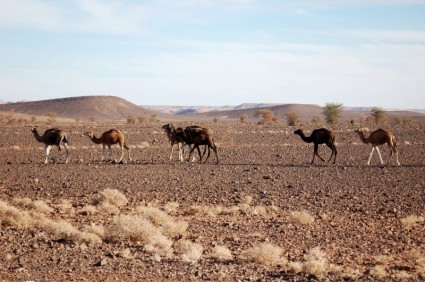 摩洛哥非洲沙漠
