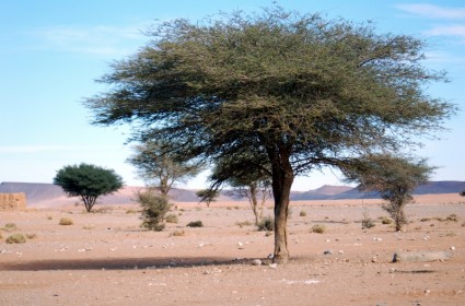 désert d'Afrique Maroc