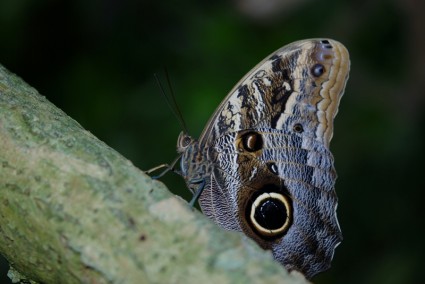 Morpho Peleides blauer Schmetterling