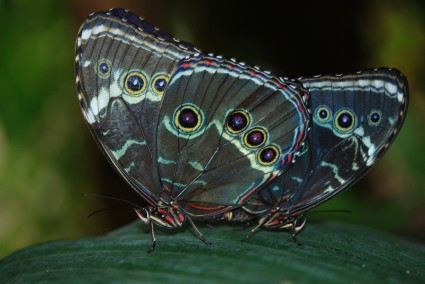 peleides Morpho borboleta