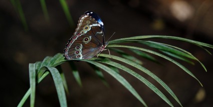 Morpho Peleides Schmetterling