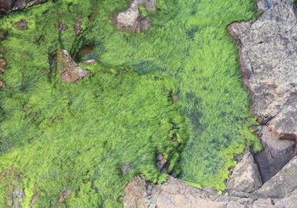 Moss đang phát triển trên đá boulder