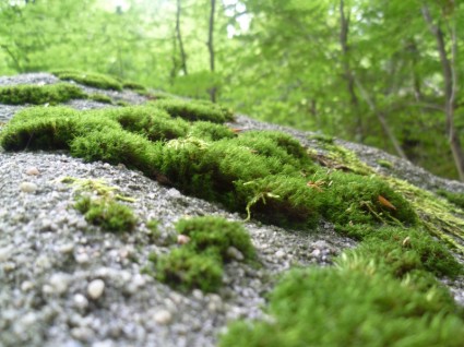 moss の自然の森