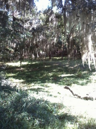 森の中でコケに覆われた木