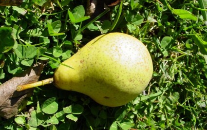 la mayoría pera pera amarillo