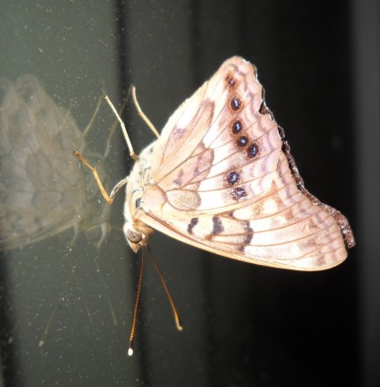 papillon sur fenêtre