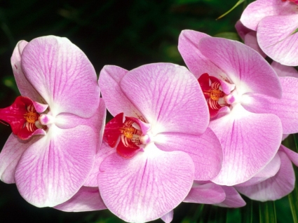 ćma orchidea tapety kwiaty natura