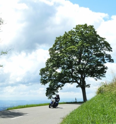 árvore de Verão da motocicleta
