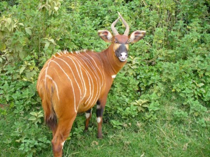 animal mamífero de montaña bongo
