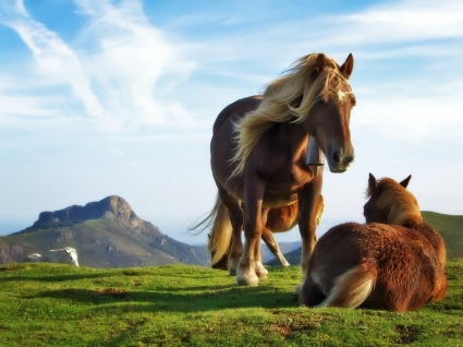 горные лошади Обои лошадей животных
