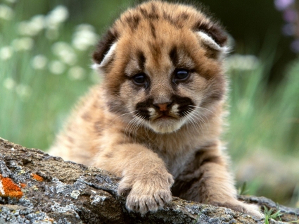Mountain lion cub Обои baby животных животных