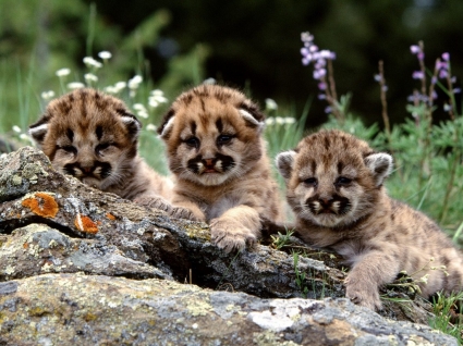 les lionceaux montagne Fond d'écran animaux animaux bébé