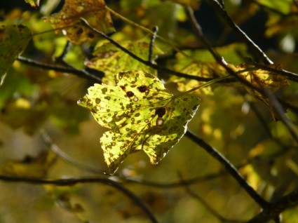 Berg Ahorn Herbst Acer pseudoplatanus