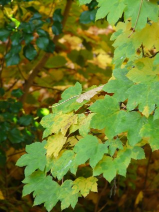 érable à feuilles couleur d'automne