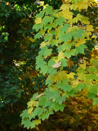 Гора кленовые листья осенью цвета