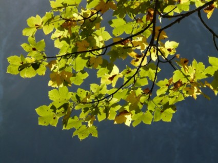 montanha maple leaves verde