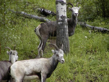 natura animale di montagna pecore