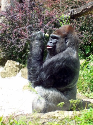 Herr gorilla