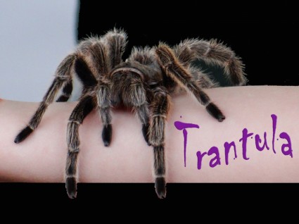 Bay tarantula