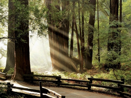 繆爾樹林壁紙加州世界