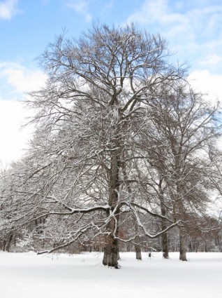 pohon Taman Inggris Munich