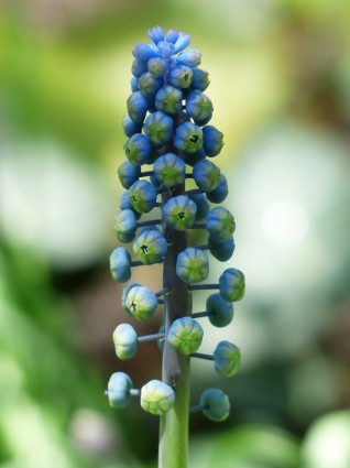 hyacinth de bud Muscari