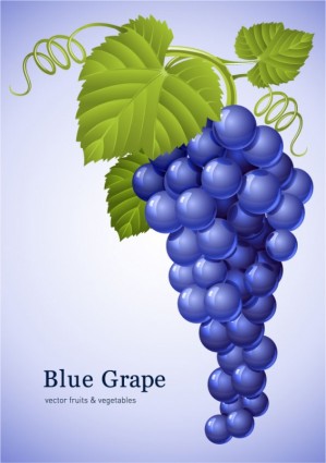 Muscatel Grapes Vector