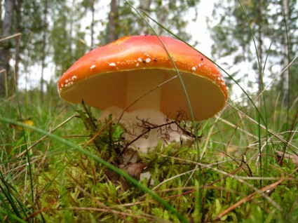 蘑菇秋天的森林