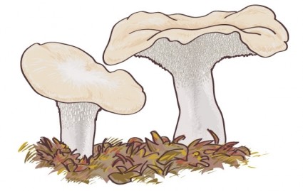 Гриб белый гриб